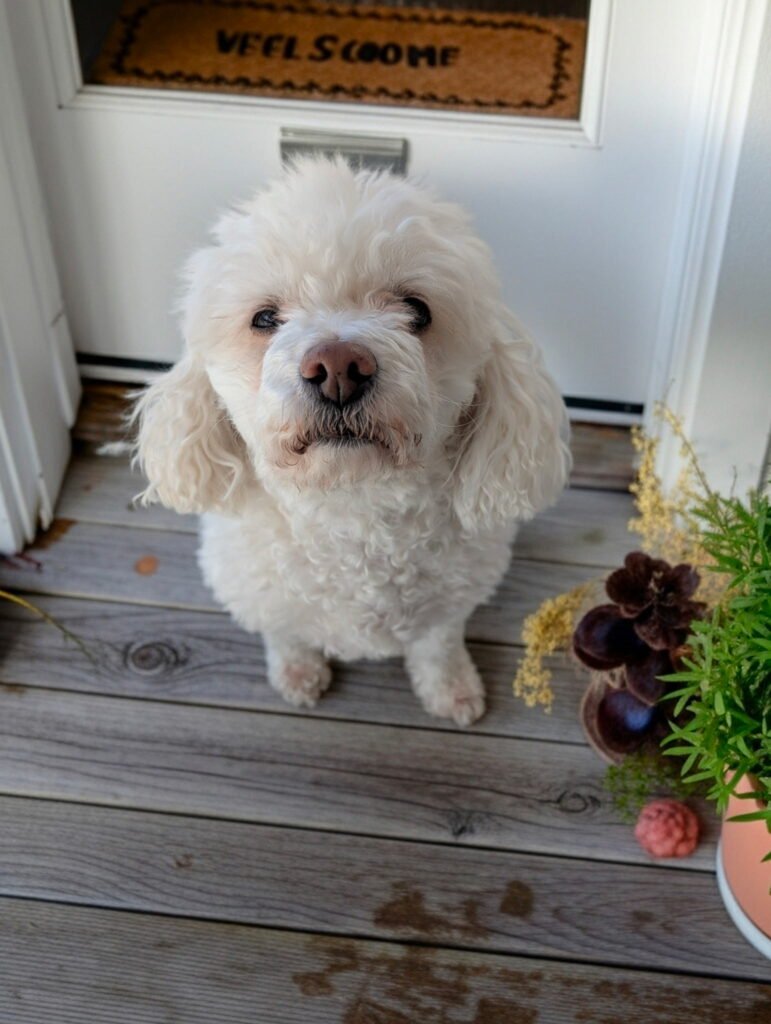 How to Stop Separation Anxiety in Dogs sunny on our front porch