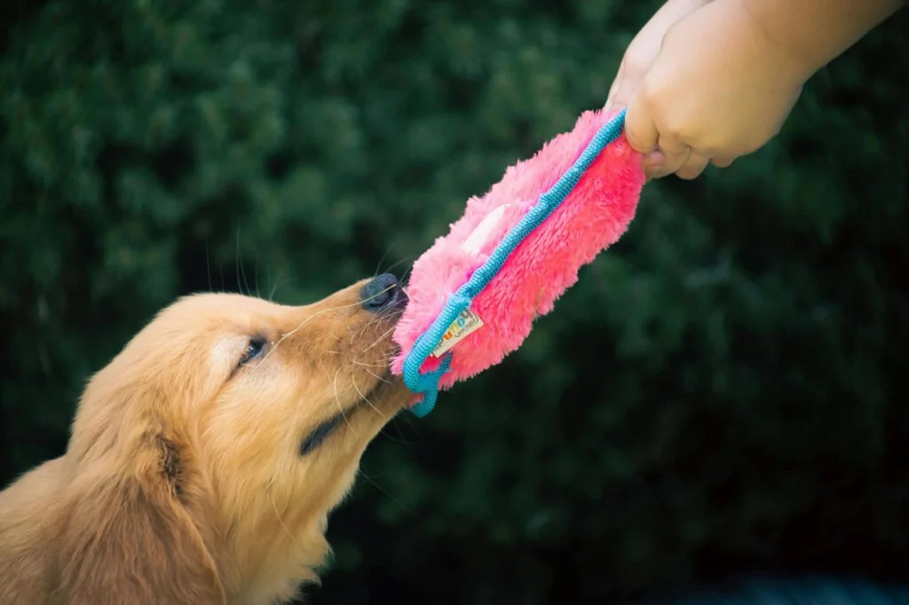 Basic Commands Every Dog Should Know interactive dog toys